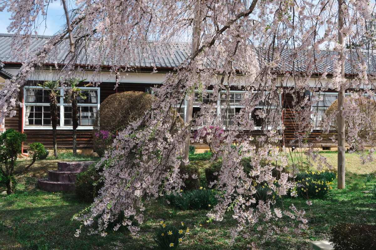 南信州の桜旅　杵原学校